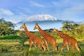 Amboseli National Park - Famed for its large elephant herds and breathtaking views of Mount Kilimanjaro.