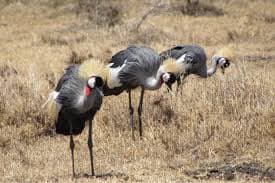 Avian Paradise: Bird Watching