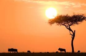 Breathtaking Kenyan Savannah landscape at golden hour with acacia trees silhouetted against a dramatic sunset sky - WildeMara Explorer Safari Tours