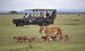 Big Five Safari Adventure