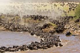 The Mara River - Witness the dramatic Great Migration, where millions of wildebeest brave crocodile-infested waters.