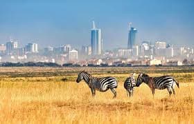 Nairobi National Park - A unique ecosystem by a capital city, where lions roam against a backdrop of skyscrapers.