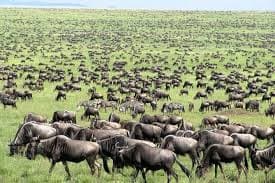 The Great Migration Spectacle